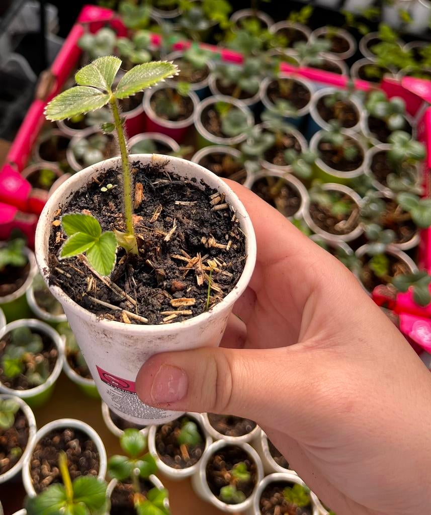 AARDBEIENPLANTJES TE KOOP! 20 stuks 10 euro, Ophalen of Verzenden