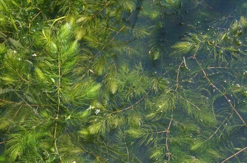 PLANTES À OXYGÈNE, MÉLANGE DE BASSIN, HORNWORT, WATERWEED., Enlèvement