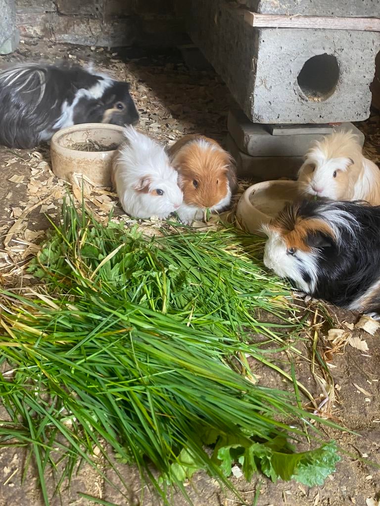 Cochons d'Inde de race pure Alpaca/Sheltie et Coronet, Décembre, Domestique, Cobaye, Sexe inconnu