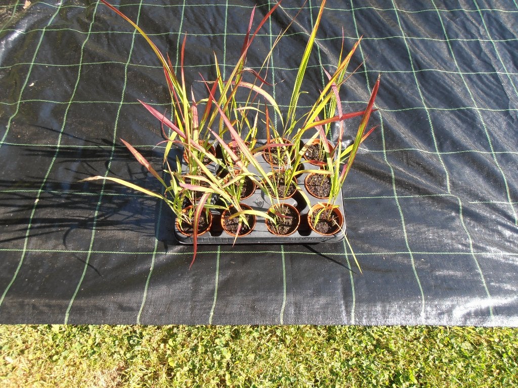 Imperata cylindrica 'Red Baron' JAPANS BLOEDGRAS, Tuin en Terras, Ophalen, Volle zon, Vaste plant, Siergrassen