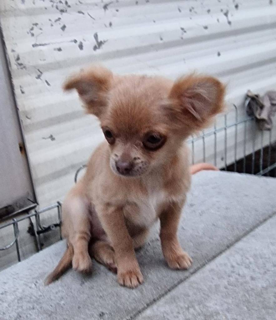 Langharig chihuahua teefje, Parvo, België, Fokker | Hobbymatig, 8 tot 15 weken