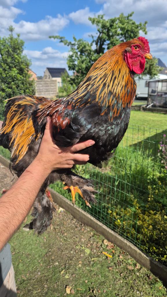 Brahma haan, Dieren en Toebehoren, Pluimvee