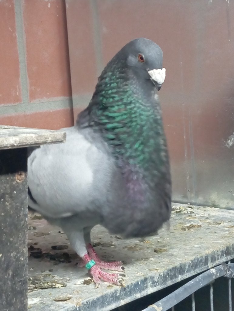 Spanse Jennense kroppers, Plusieurs animaux, Boulant