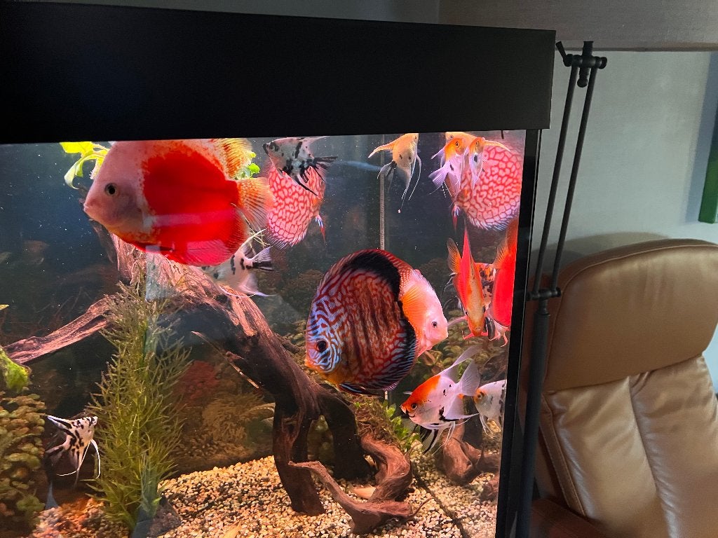 Discussen te koop 25 euro/stuk, Vis, Zoetwatervis
