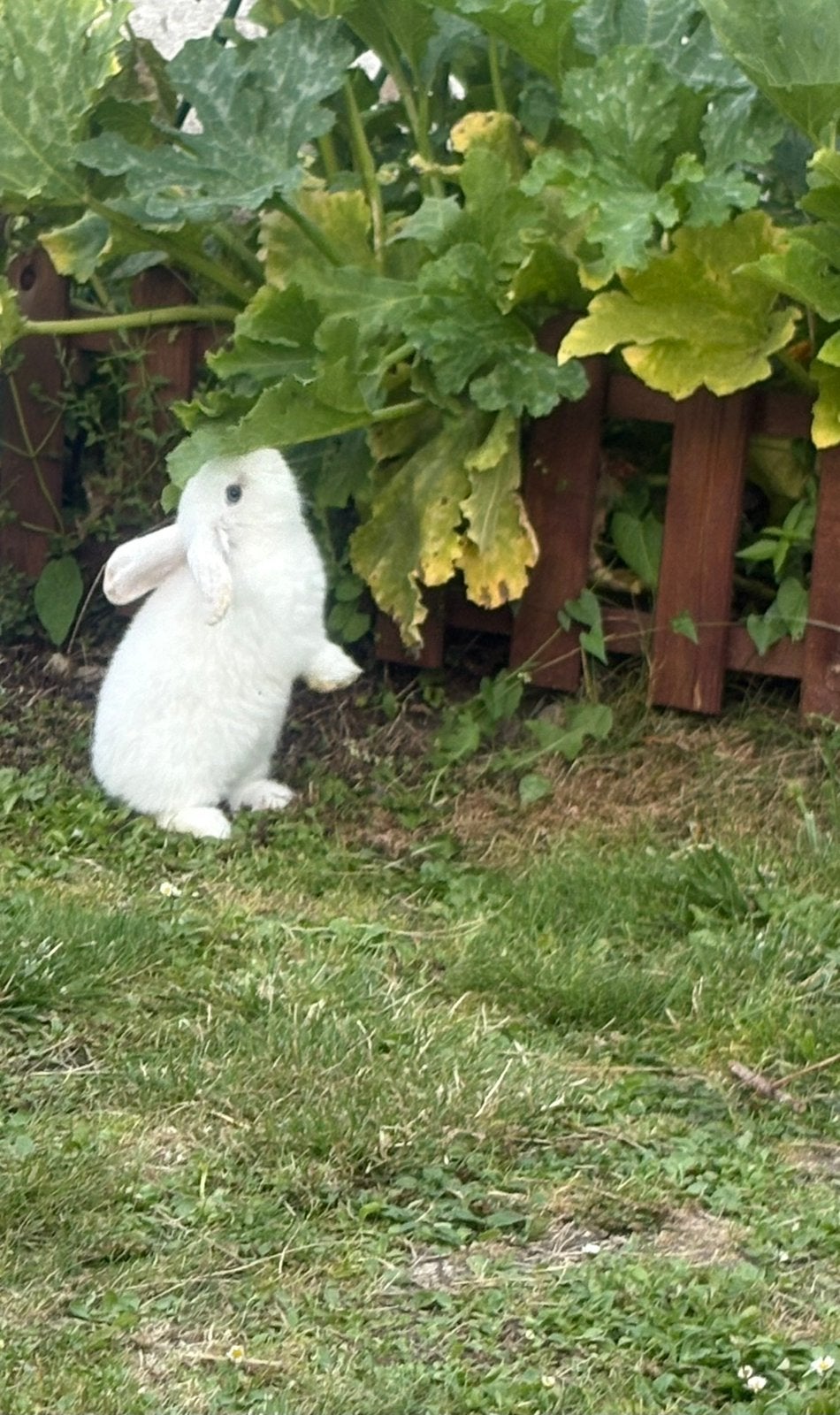 Lapin minilop, Dieren en Toebehoren, Ophalen