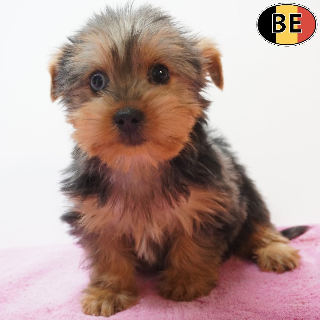 Yorkshire Terriër - chiots belges à vendre, Commerçant, Yorkshire Terrier, Maladie de Carré (chiens), 8 à 15 semaines