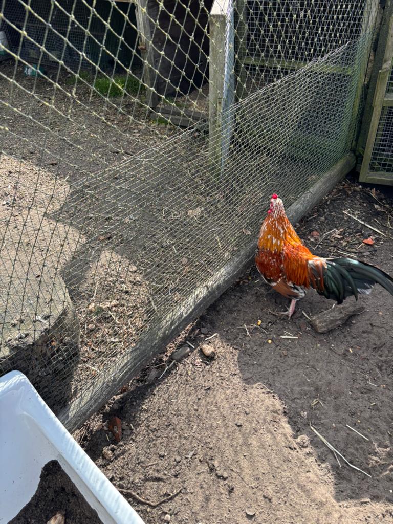 Gratis haan, Dieren en Toebehoren, Pluimvee, Mannelijk, Kip