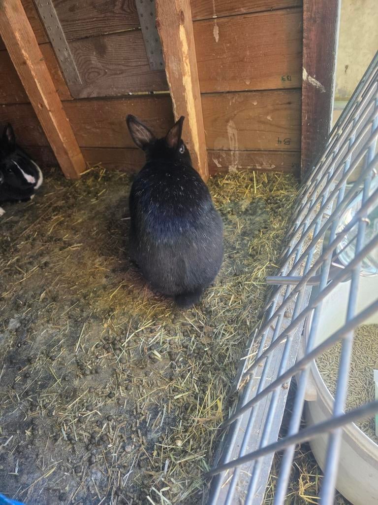 Konijntjes per stuk 15 euro, Dieren en Toebehoren