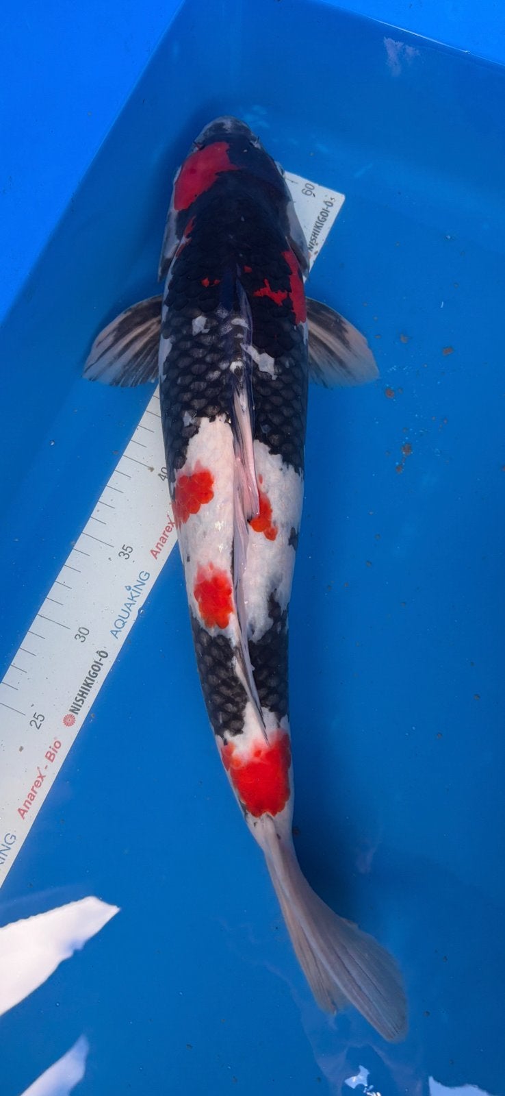 Prachtige dainichi showa - 50 cm - 2 jaar, Dieren en Toebehoren