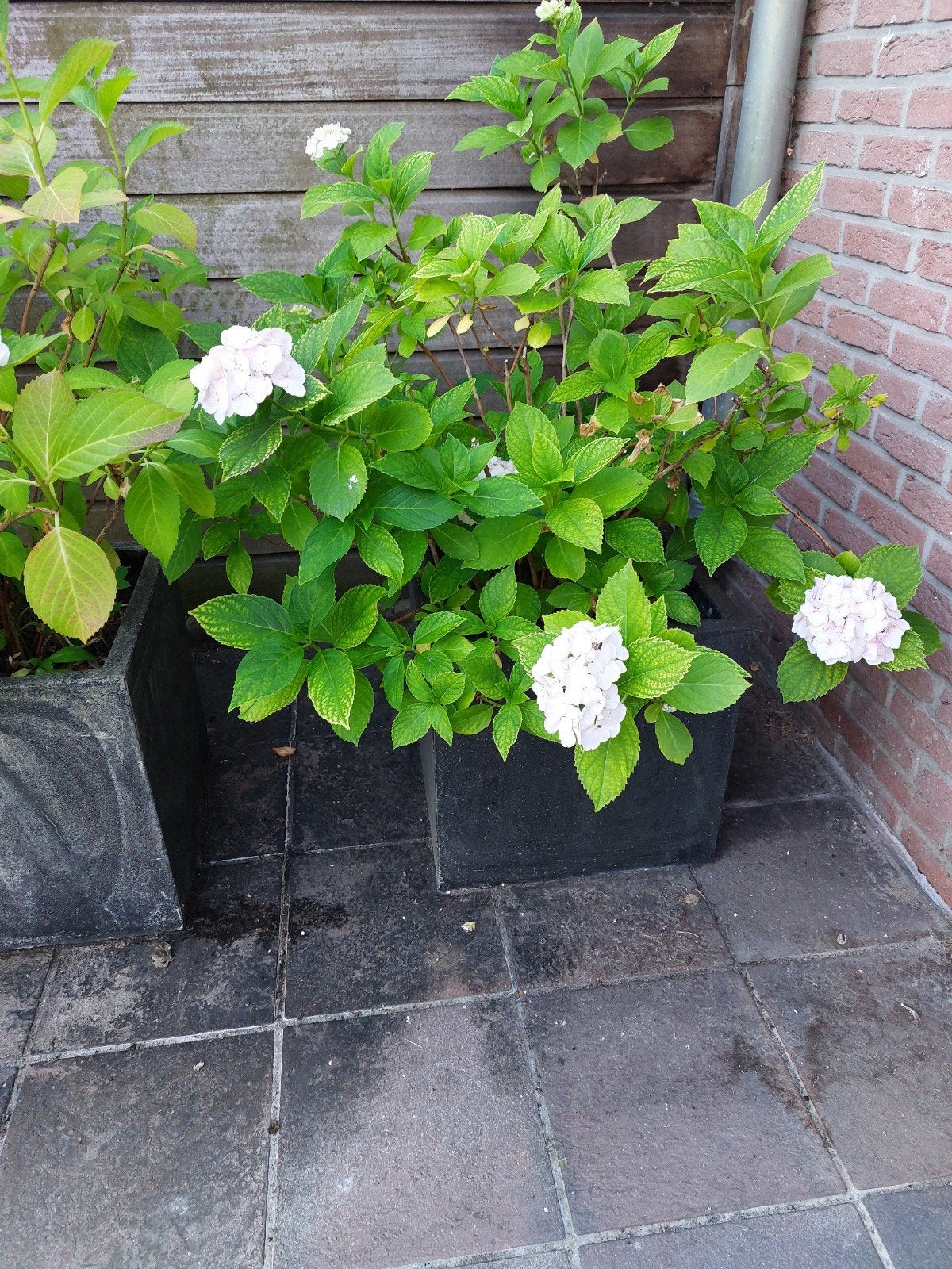 2 grote bloempotten met witte hortensias, Tuin en Terras, Ophalen