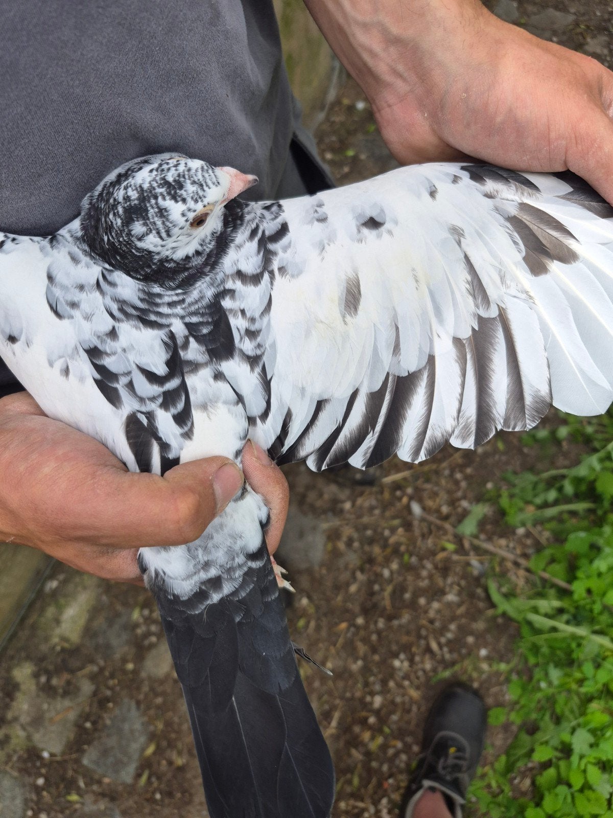 Duiven jong (2026), Dieren en Toebehoren, Vogels | Duiven, Geslacht onbekend, Postduif