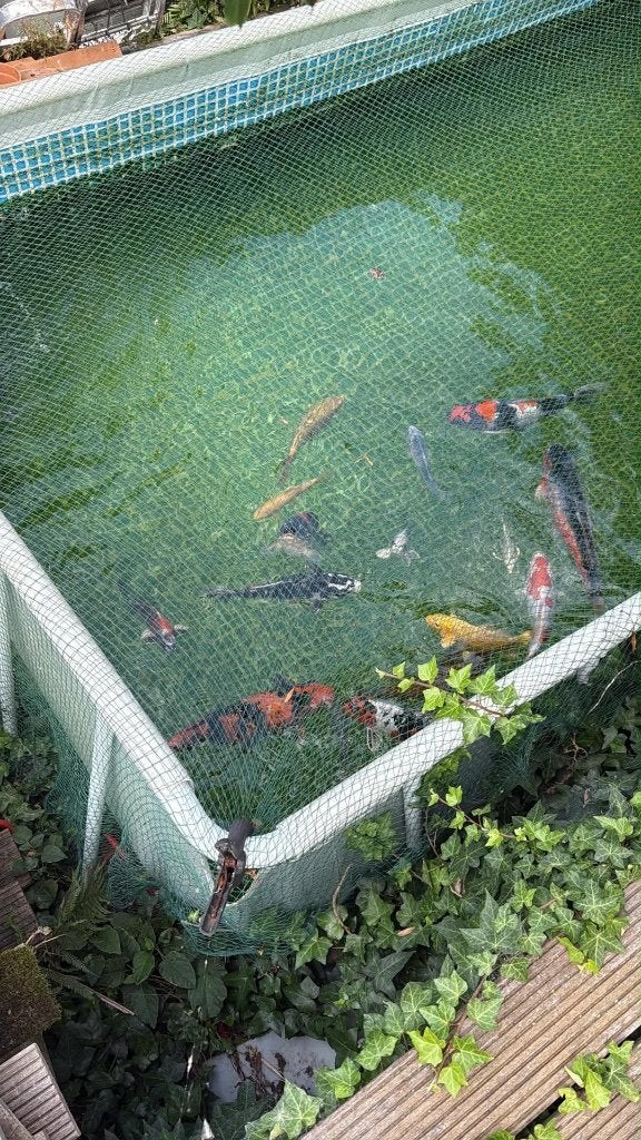Japanse kois, Dieren en Toebehoren, Karper of Koi