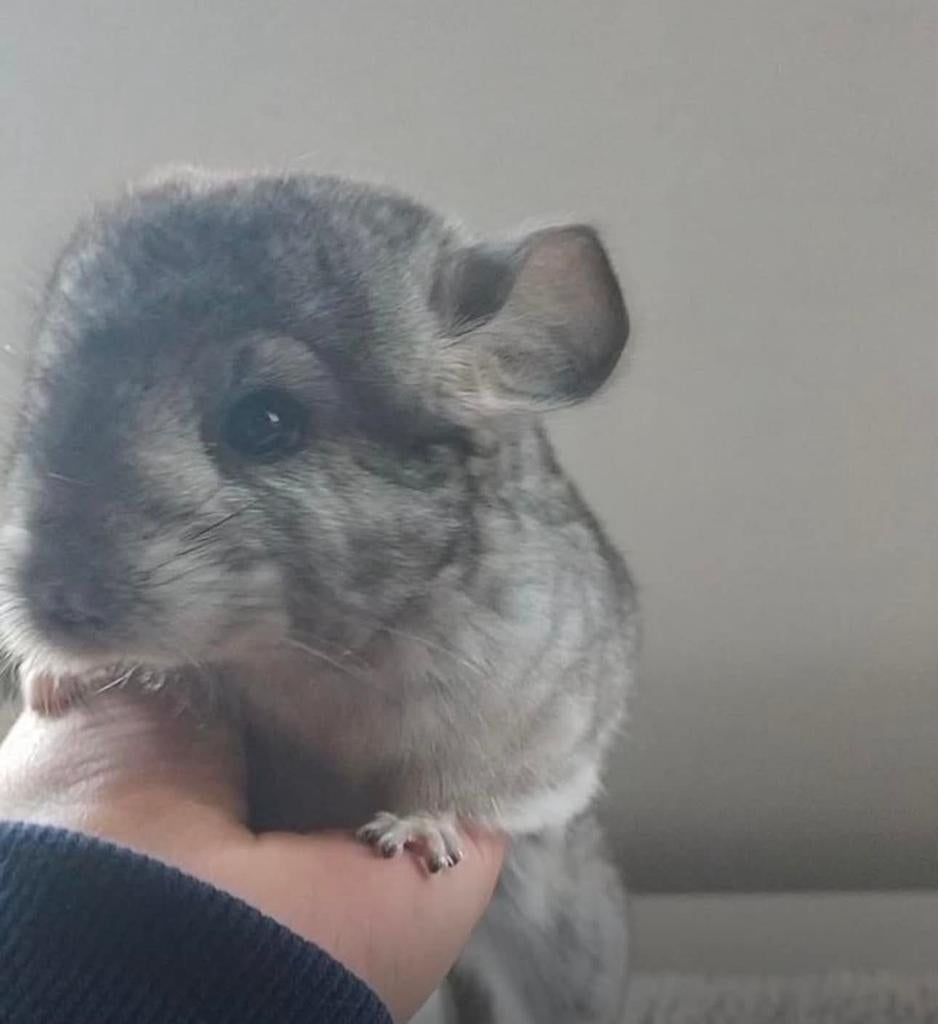 Chinchilla, Maart, Chinchilla, Mannelijk, Tam
