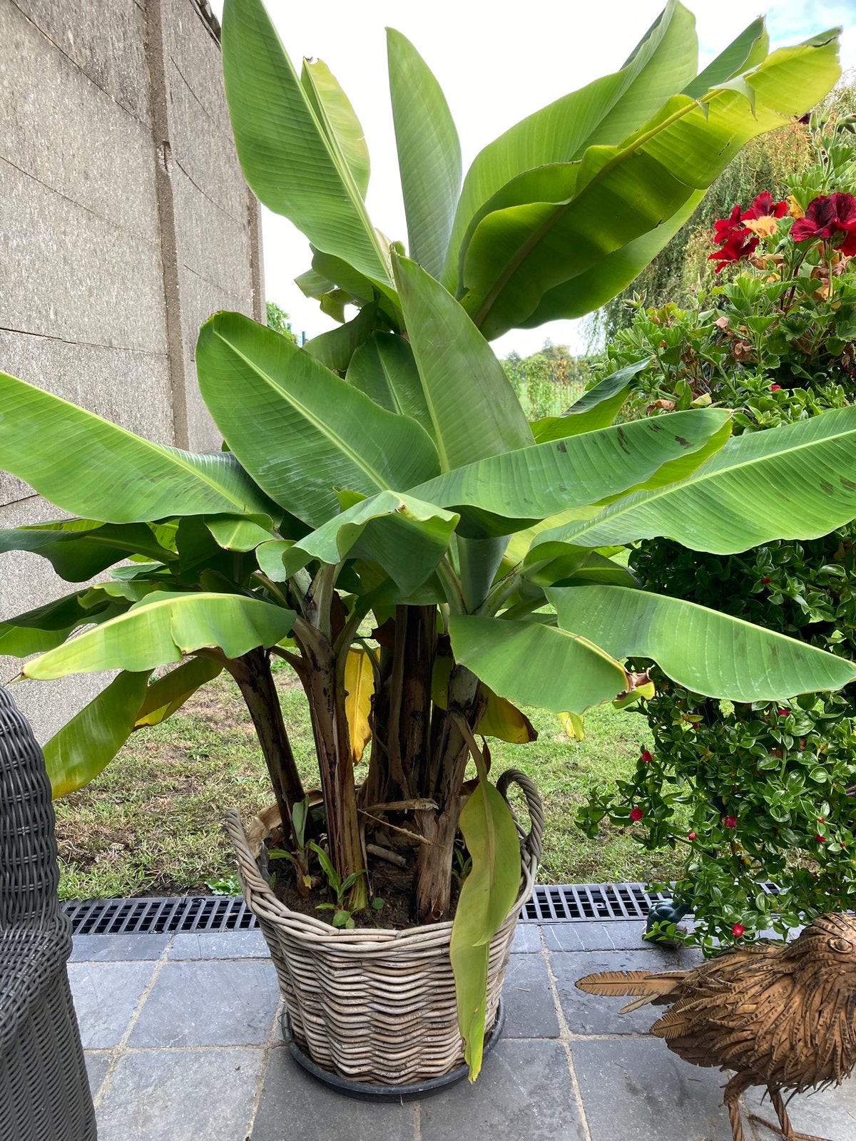 Bananenplanten, Tuin en Terras, Ophalen