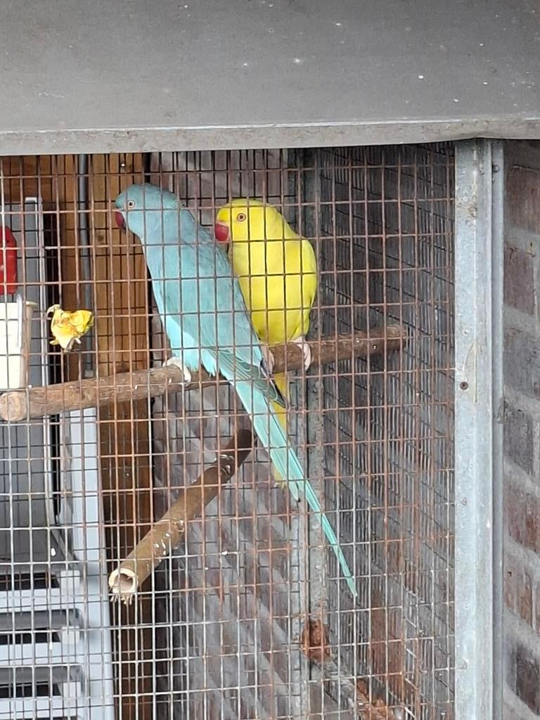 Koppel halsbandparkieten  en 1 pruimkop met papieren, Dieren en Toebehoren