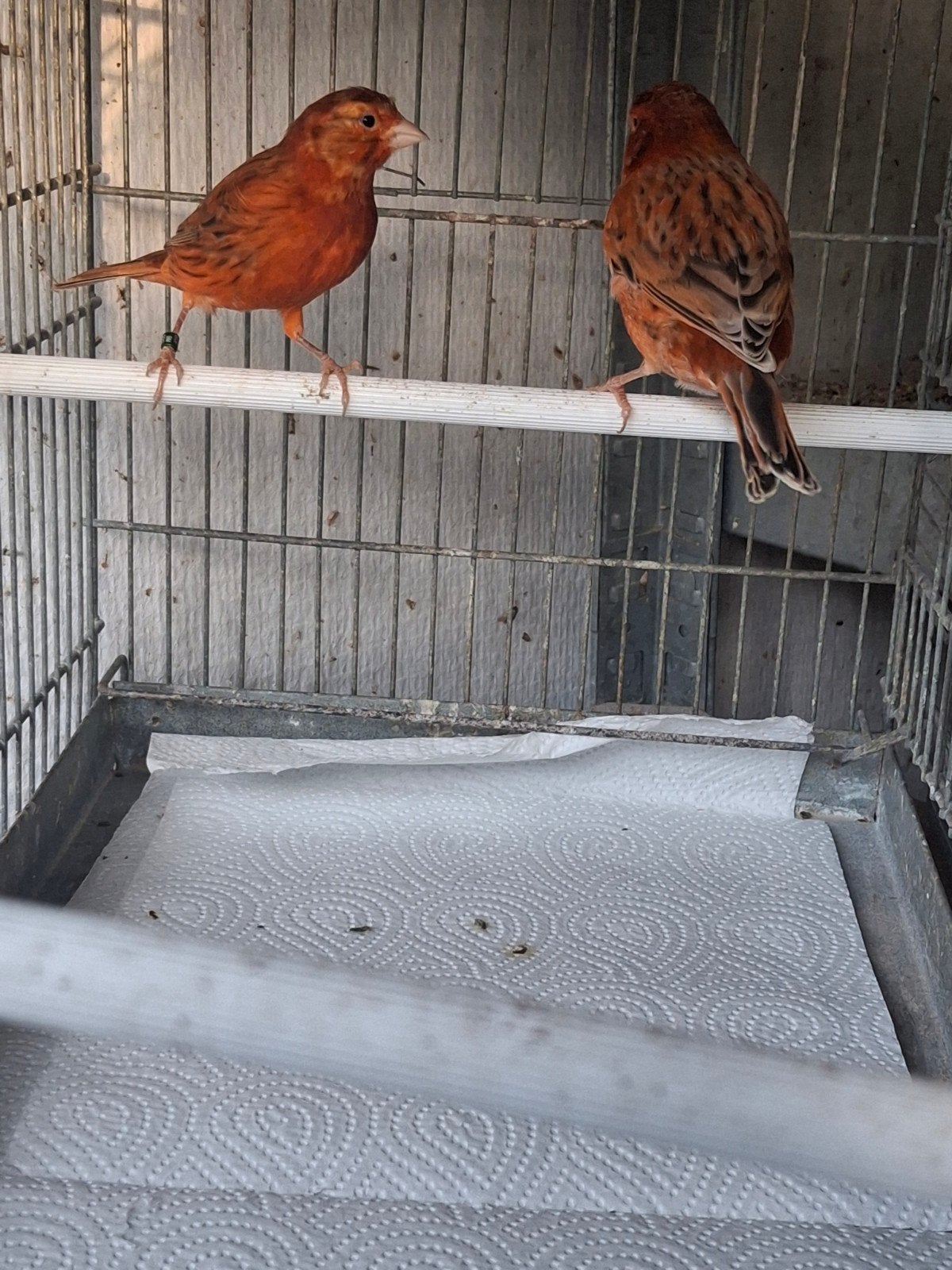 mooi onverwant  koppel rood-agaat van 2026, Dieren en Toebehoren, Meerdere dieren, Kleurkanarie