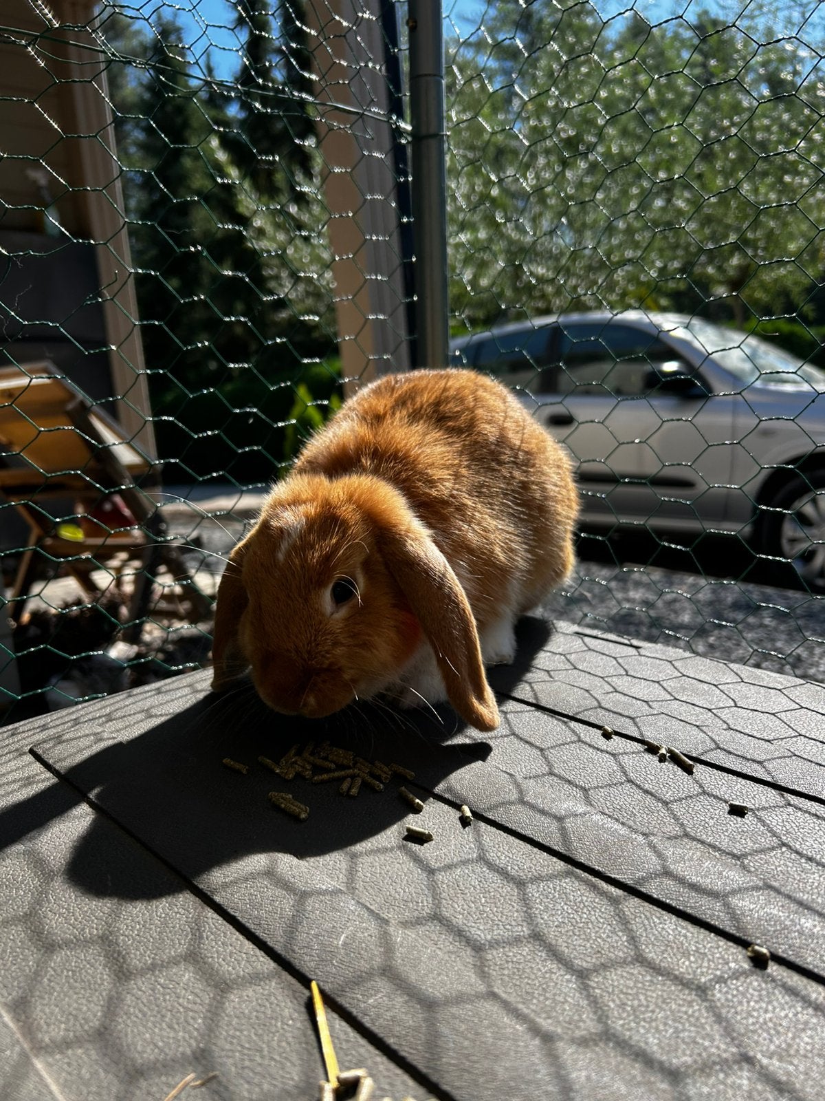 Nederlandse dwerghangoor voedster, Dieren en Toebehoren, Konijnen, Vrouwelijk, Dwerg, Hangoor, 0 tot 2 jaar