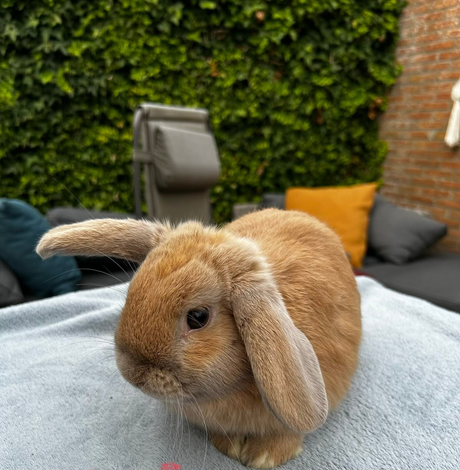 Nederlandse dwerhangoor ram konijn, Animaux & Accessoires, Lapins