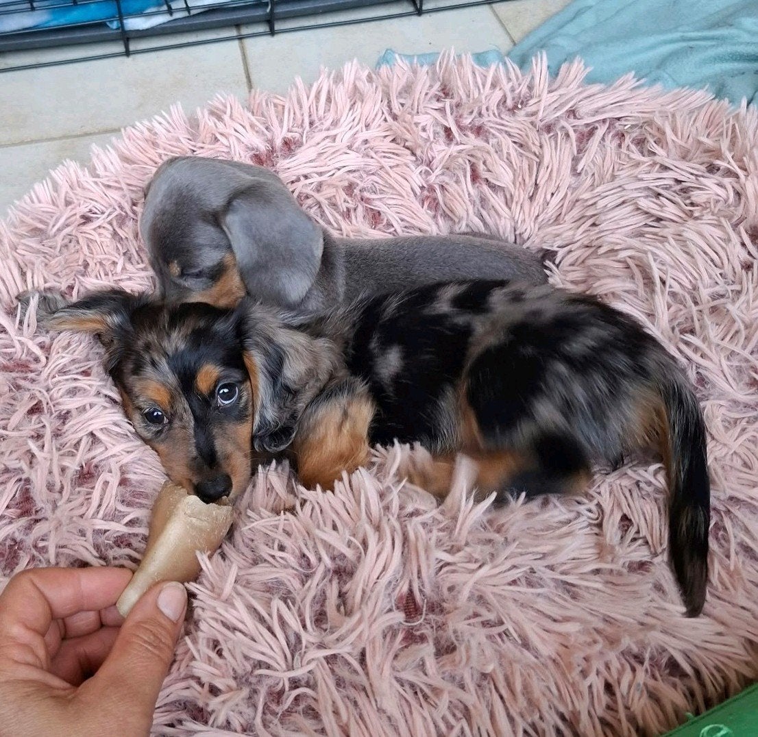 Lieve Teckel pupjes met speciale kleurtjes mama aanwezig, Dieren en Toebehoren, België, CDV (hondenziekte), 8 tot 15 weken, Dwerg