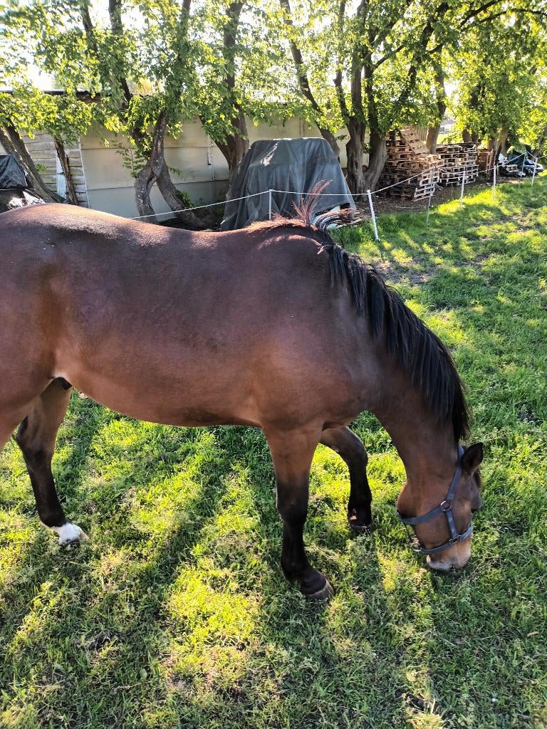 2 jarige ruin, Animaux & Accessoires, Chevaux, Hongre, Avec pedigree, 0 à 2 ans, Non dressé