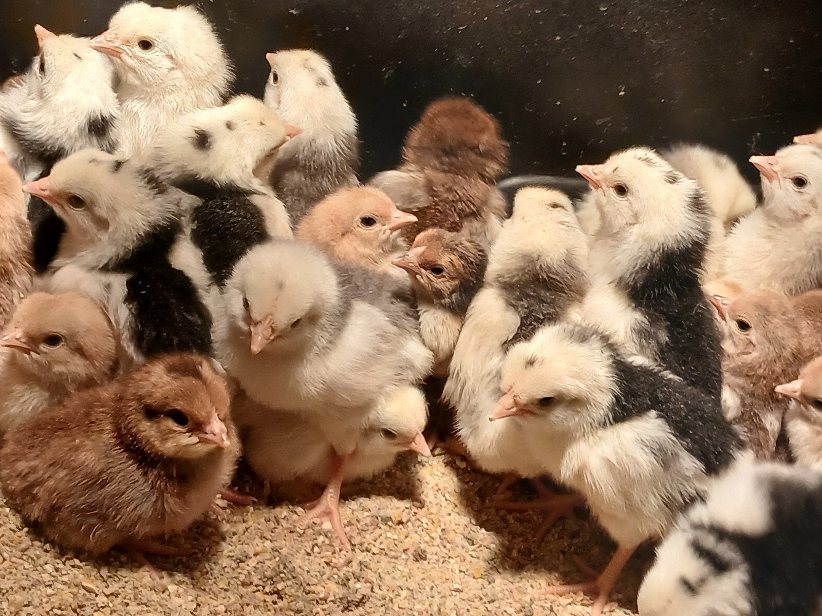kuikens, Dieren en Toebehoren, Meerdere dieren, Kip