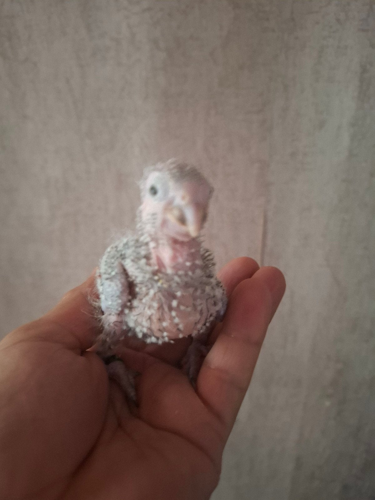 Bébé de conure molina  2026 ananas