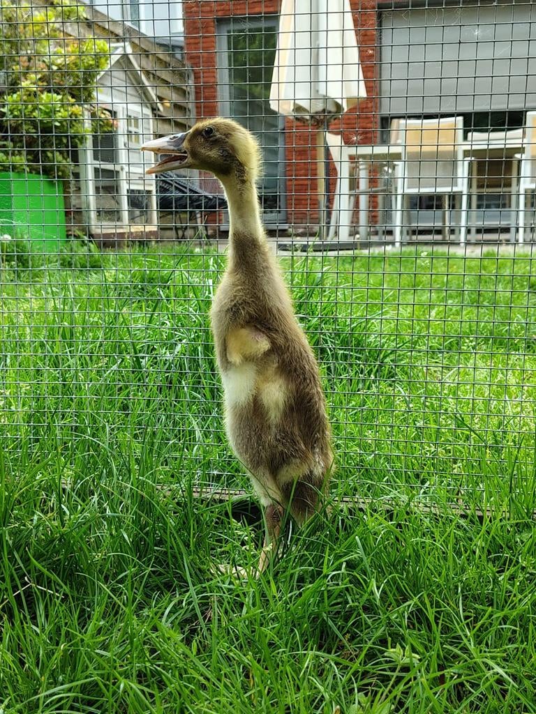Jonge loopeendjes, Dieren en Toebehoren, Pluimvee, Geslacht onbekend, Eend