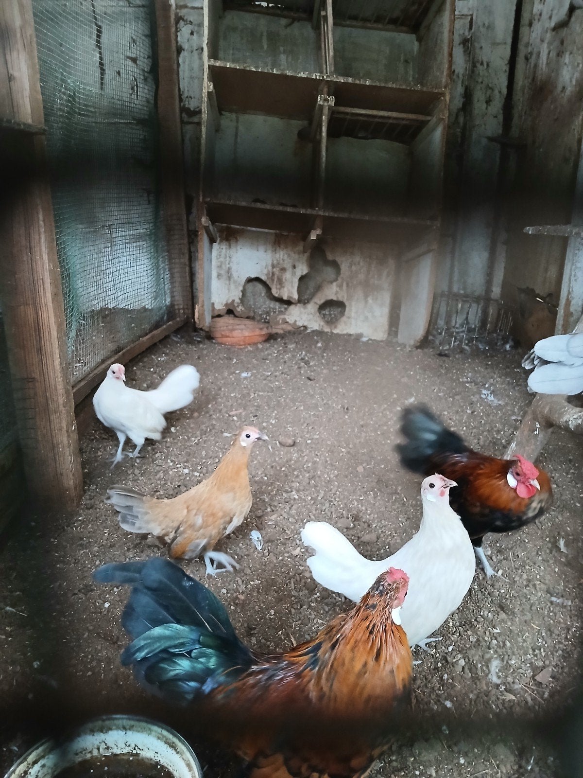 lot kriel kippen 4 henntjes 2 haantjes 60 euro