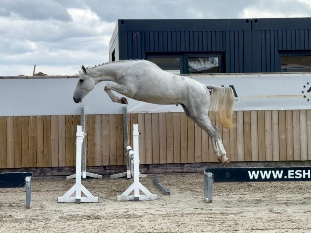 Springpaarden, embryo's, sperma in de komende veiling ESHA, Springpaard, 3 tot 6 jaar, Meerdere dieren, 165 tot 170 cm