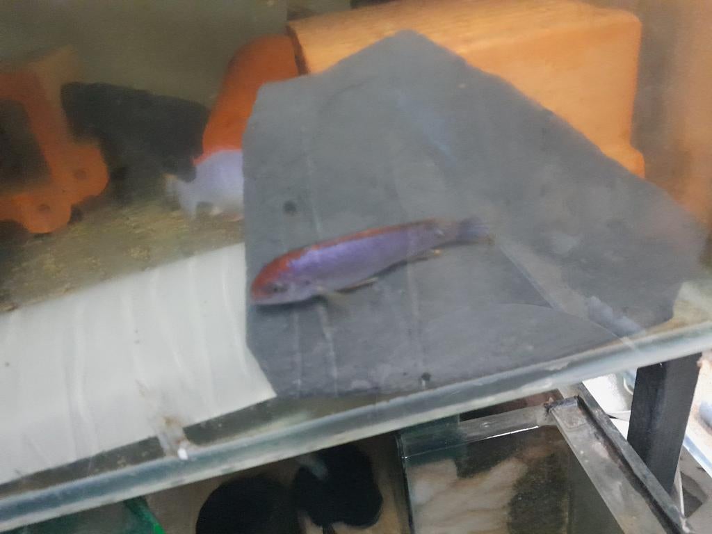 Pseudotropheus perspicax ndumbi red top, Dieren en Toebehoren, Vis, Zoetwatervis