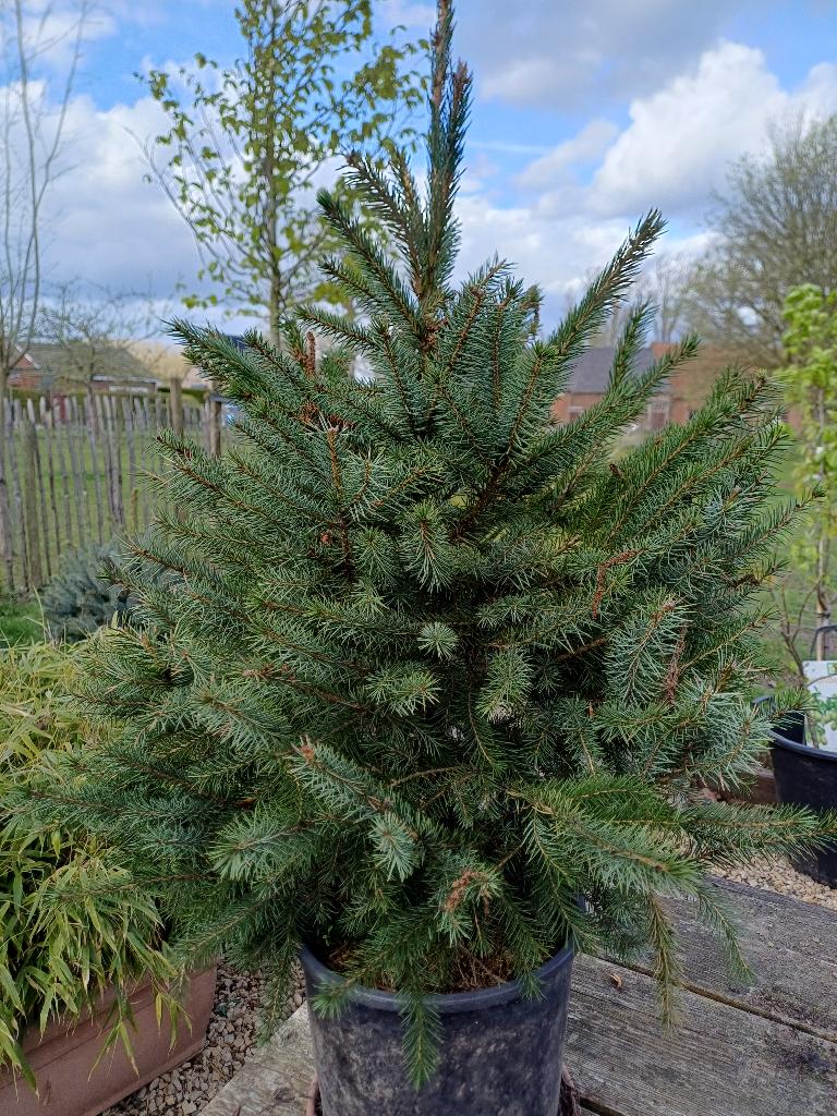 Picea omorika kerstboom, Tuin en Terras, Planten | Bomen, Ophalen, In pot