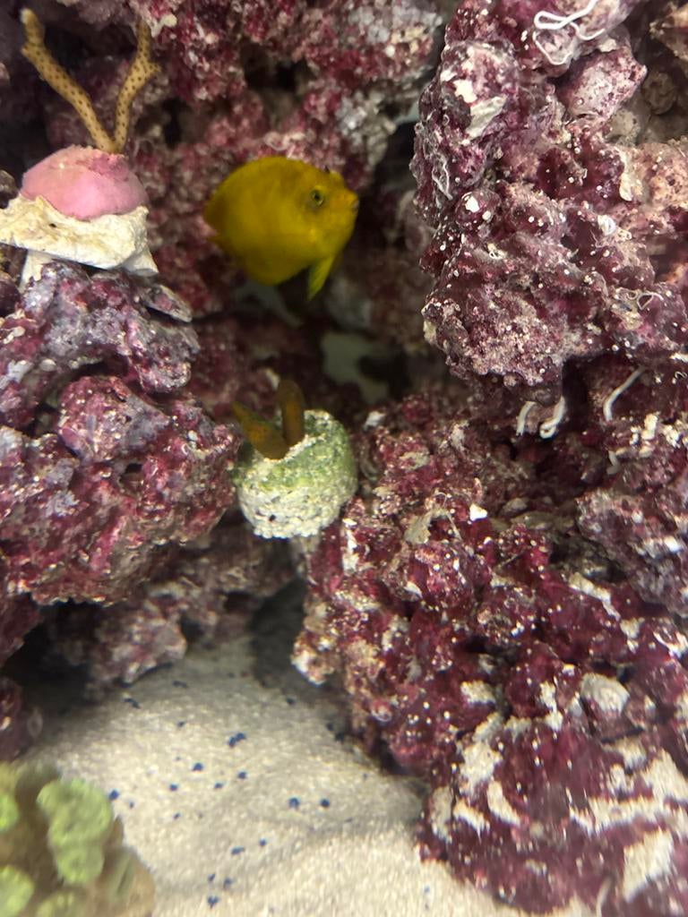 Levende steen zee aquarium, Dieren en Toebehoren, Ophalen, Red Sea, Gebruikt, Plant(en), Steen of Hout