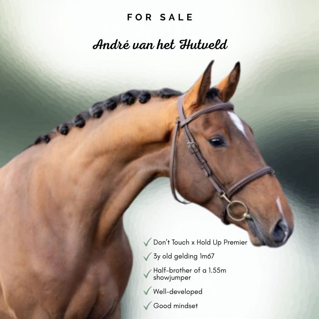 3j springpaard, Dieren en Toebehoren, Ruin, Zadelmak, Springpaard