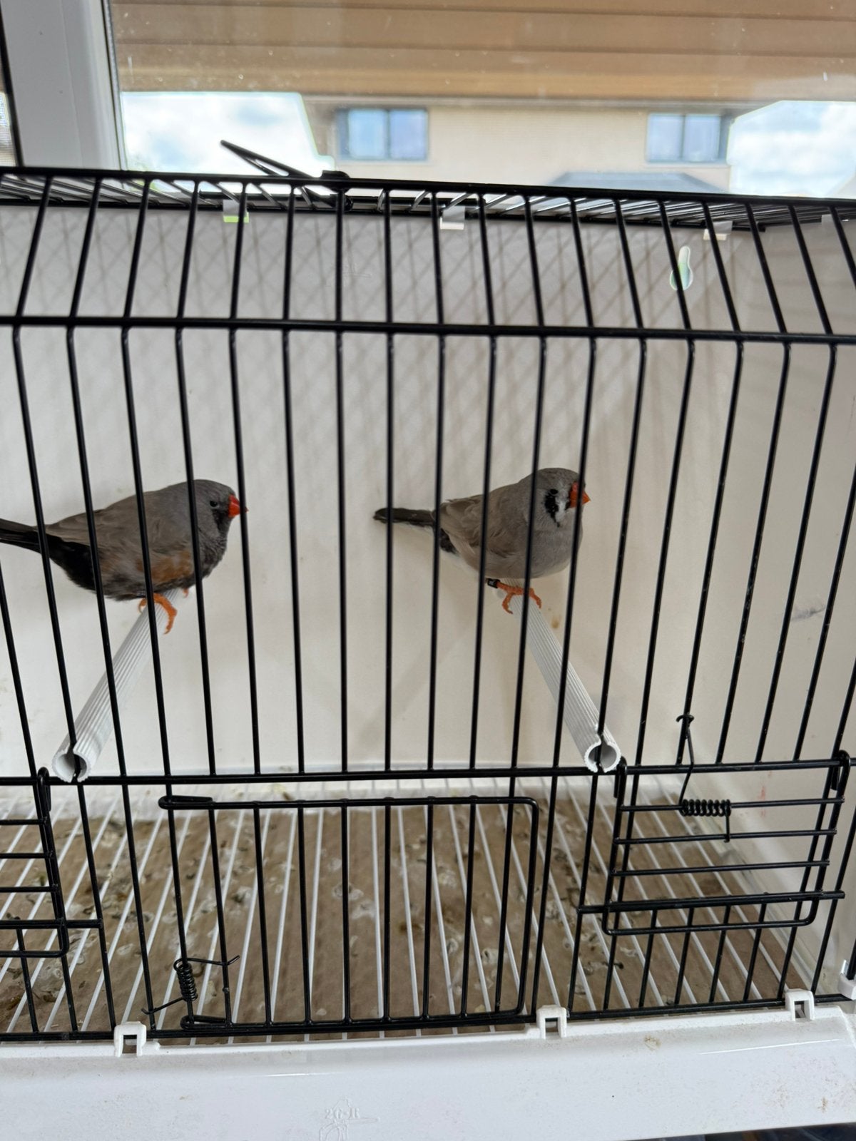 Koppel bleekrug Charcoal vol x split zebravink exoten, Geringd