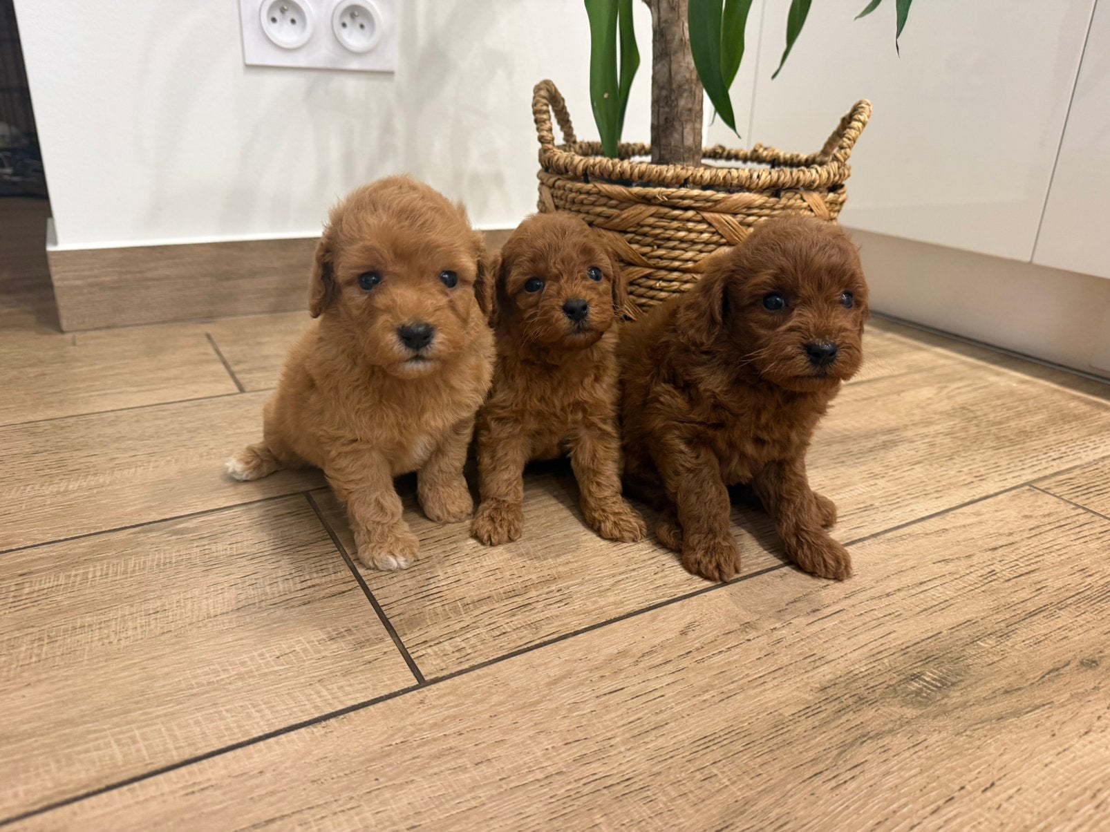 Toy/Dwergpoedelpups, Poedel, België, Fokker | Hobbymatig, CDV (hondenziekte)