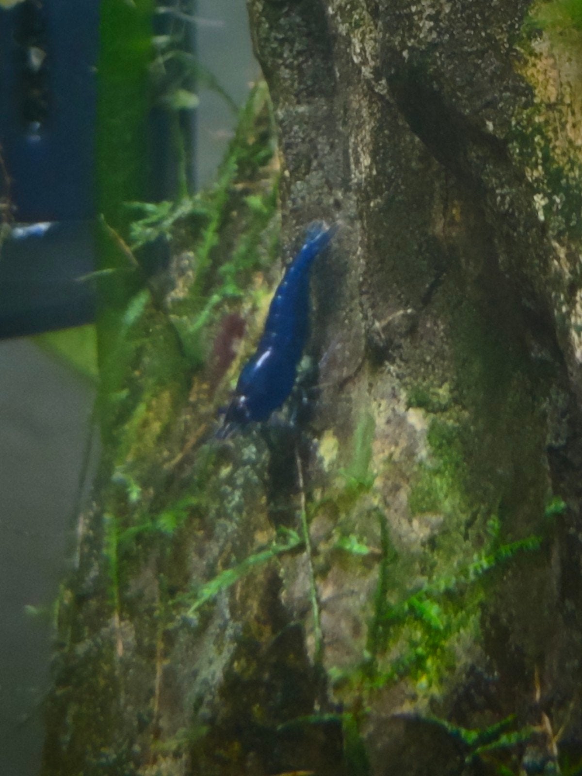 Garnalen, Dieren en Toebehoren, Vissen | Aquariumvissen