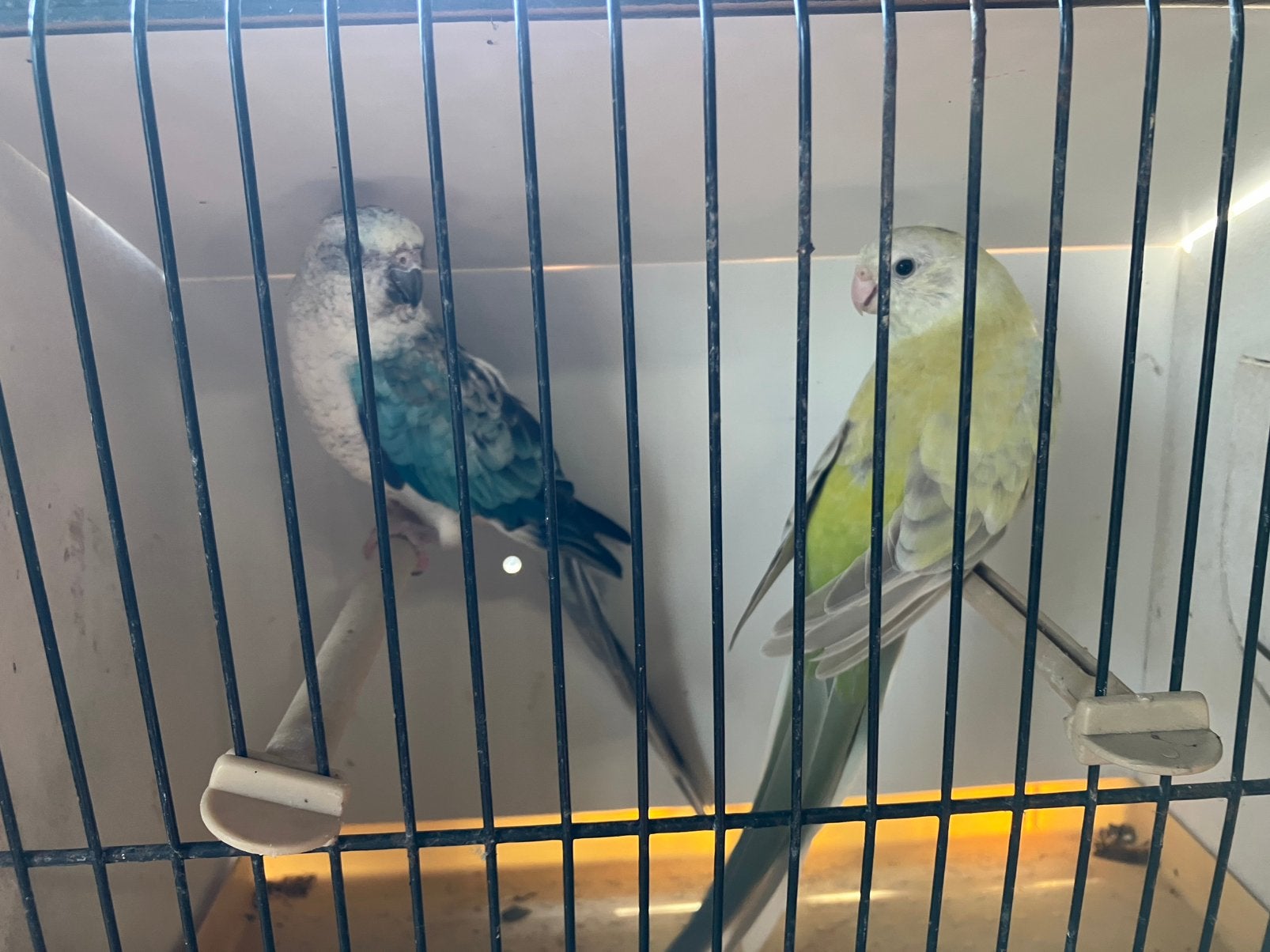 Koppel roodrug parkieten, Plusieurs animaux, Perruche, Bagué