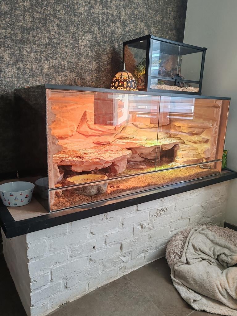 Blauwtong skink met terrarium, Animaux & Accessoires, Reptiles & Amphibiens | Accessoires, Enlèvement