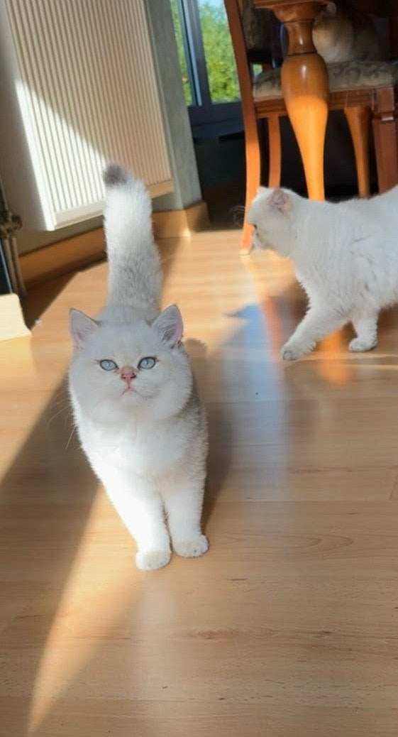 Britse korthaar golden point, Animaux & Accessoires, Chatte ou Chat, Avec puce électronique, 0 à 2 ans
