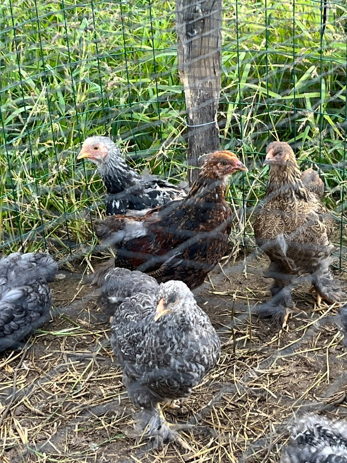 brahma kuikens, Dieren en Toebehoren