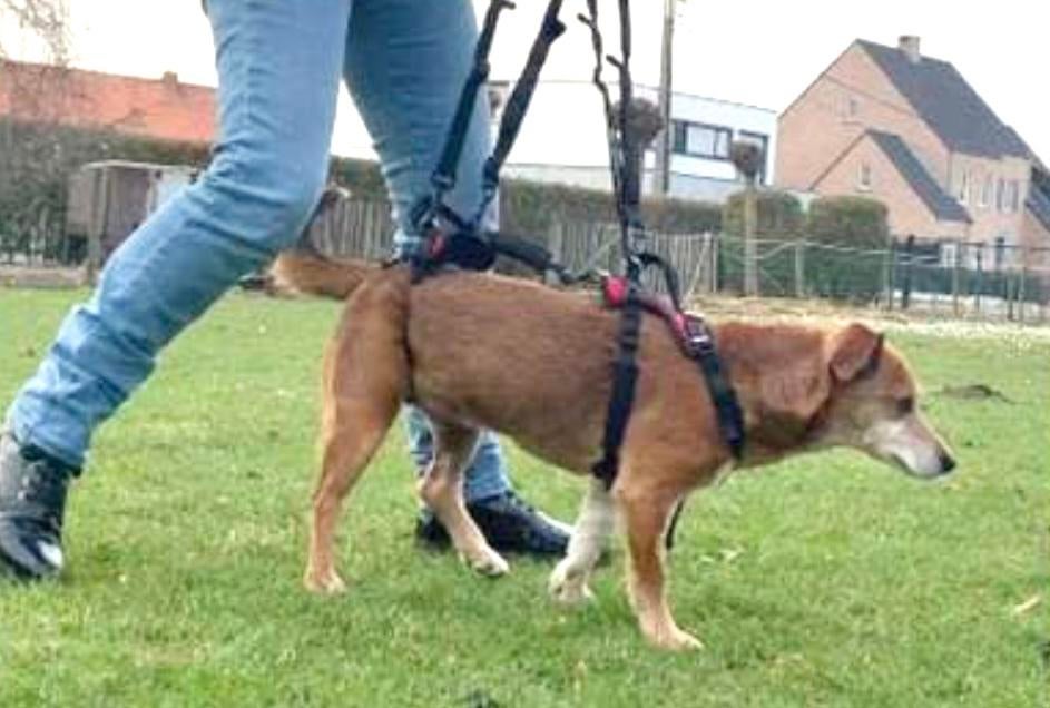 Harnais pour chien Help 'em up, Enlèvement, Comme neuf