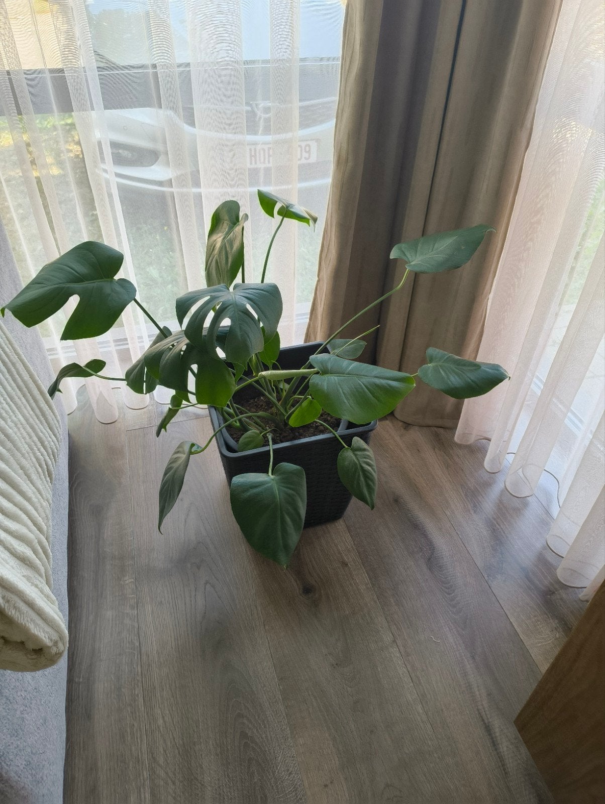 Kamerplant Monstera, Ophalen, Halfschaduw, In pot, Minder dan 100 cm
