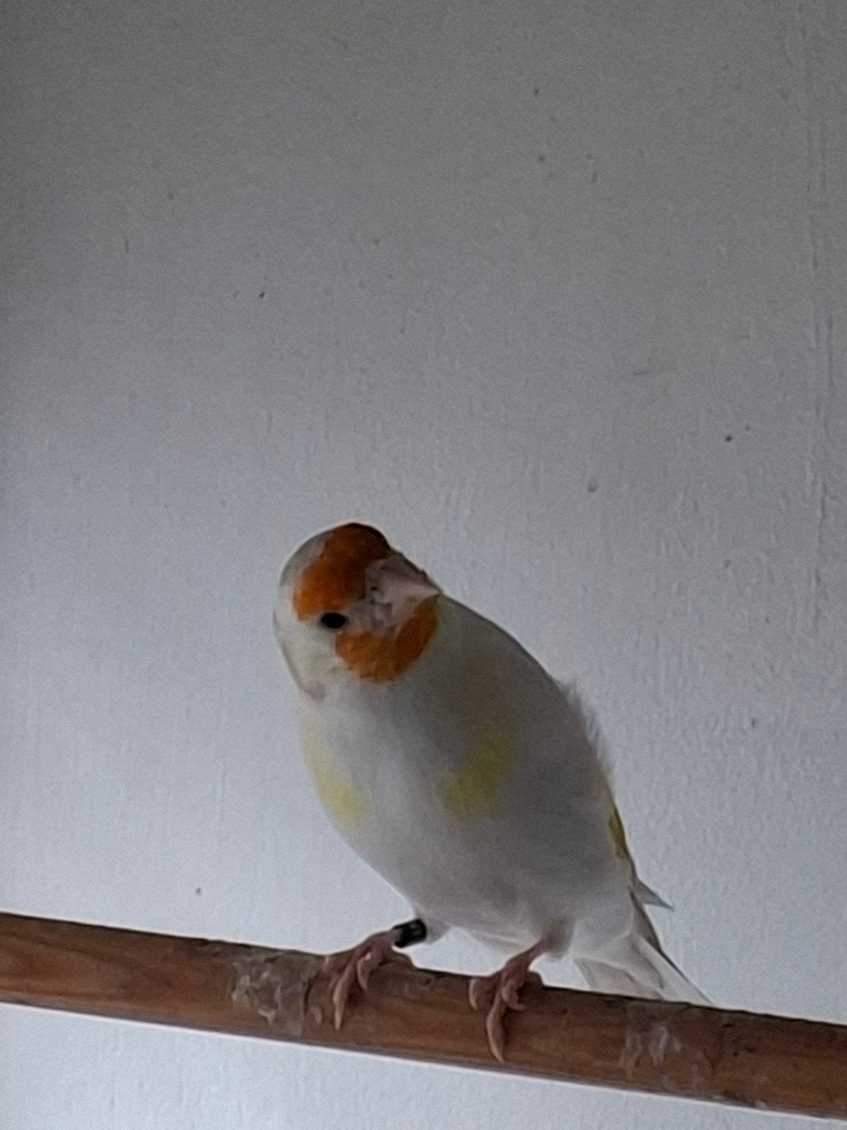 putter satinet man, Mâle, Oiseau chanteur sauvage, Bagué