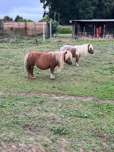 Shetland hengstjes te koop, Étalon, Ne s'applique pas, Poney de récréation, Avec pedigree