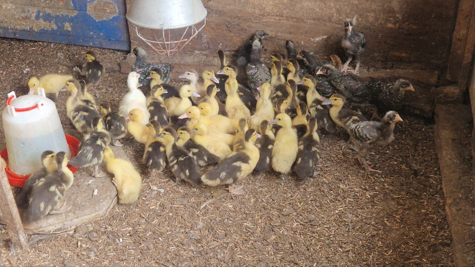 barberie eenden kuikens, Dieren en Toebehoren, Pluimvee, Meerdere dieren, Eend