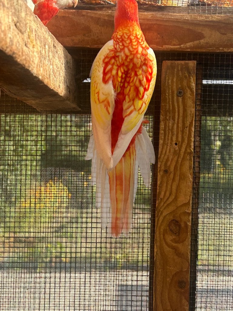 Rubino rosella 2026, Meerdere dieren, Parkiet, Geringd