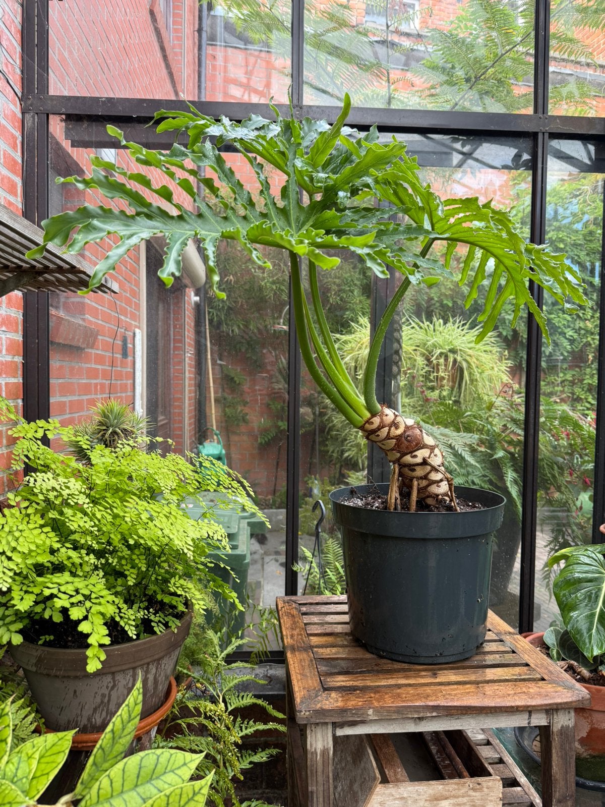 Boom-Philodendron (Thaumatophyllum bipinnatifidum, Enlèvement