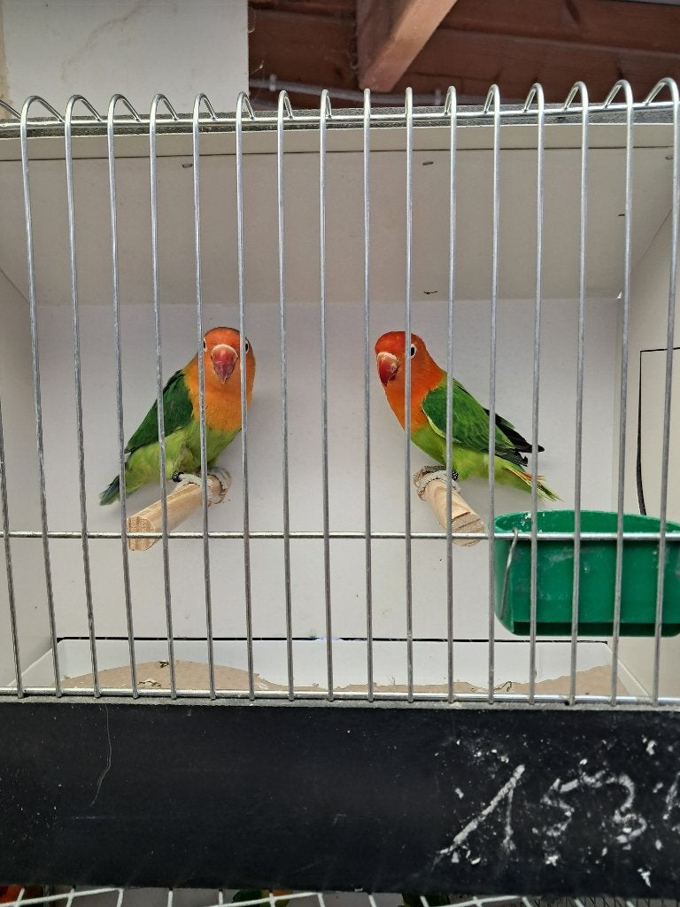 Couple fischeri (qualité TT), tourtereaux, perruches, oiseau, Plusieurs animaux, Perroquet nain ou Inséparable, Bagué