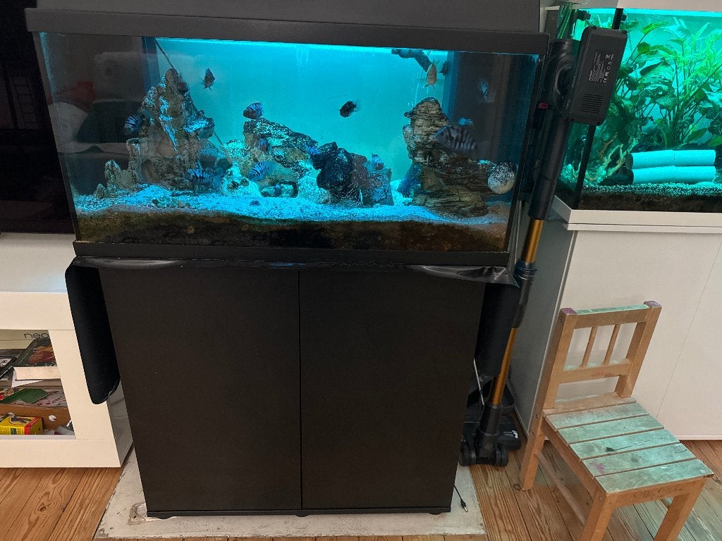 Jewel 110 L avec poisson et aquarium, Poisson, Poisson d'eau douce