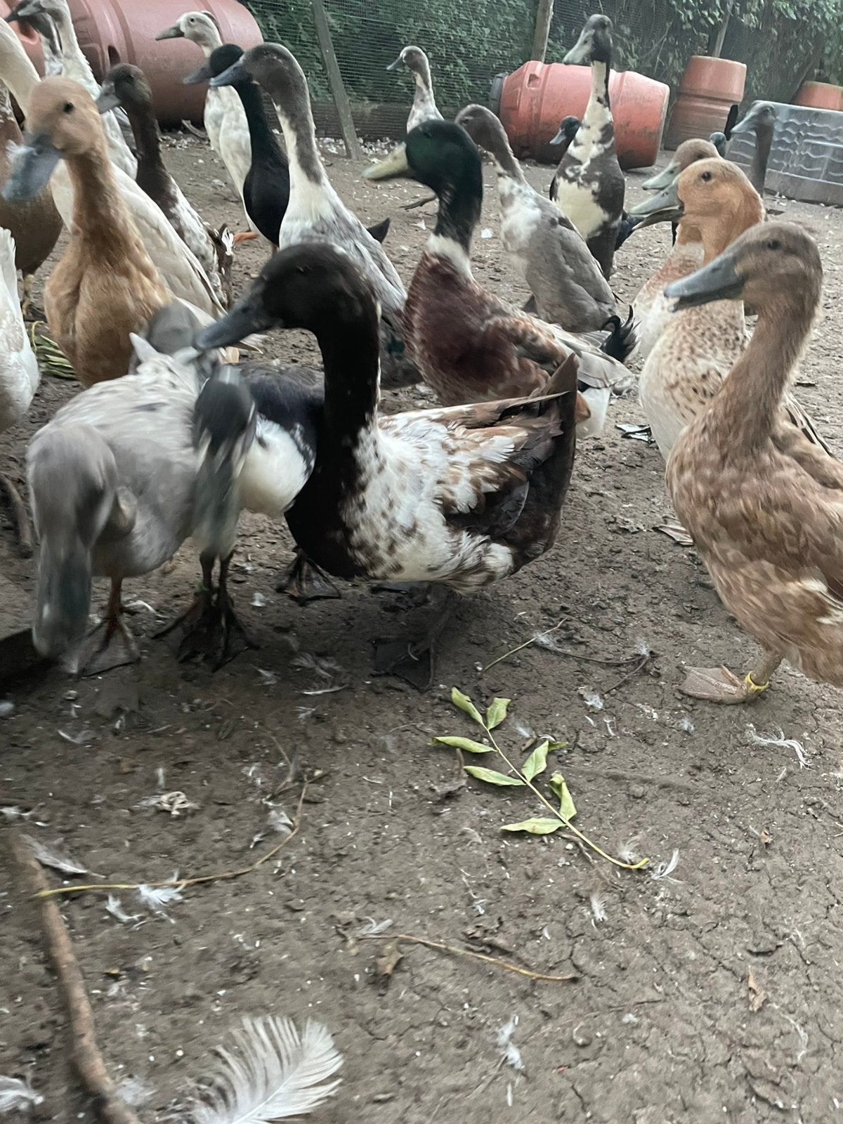 Khaki campbell cayuga, Dieren en Toebehoren